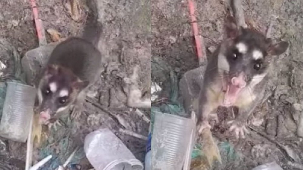 Gambá enfrenta guarda marítimo com garfo no Rio de Janeiro