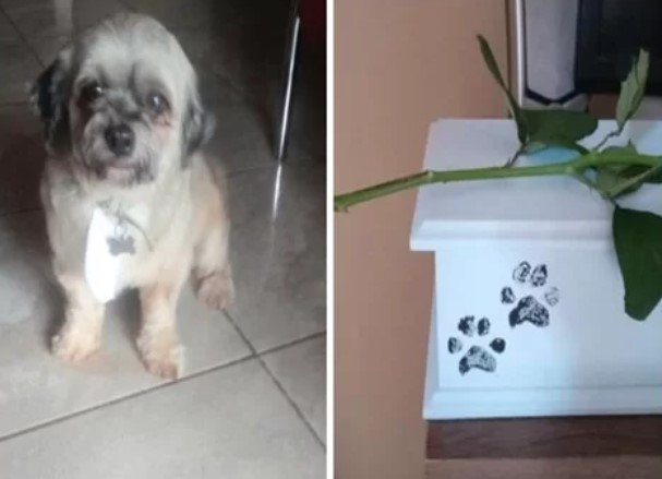 Pet shop entrega cinzas de cachorro após dona buscar os animais