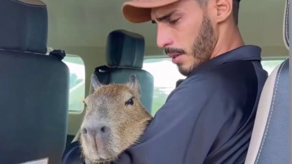 Justiça concede guarda provisória da capivara Filó para o influencer Agenor