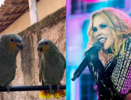 Imagem do post: Dupla de papagaios canta sucesso de Joelma e viraliza na web; veja vídeo