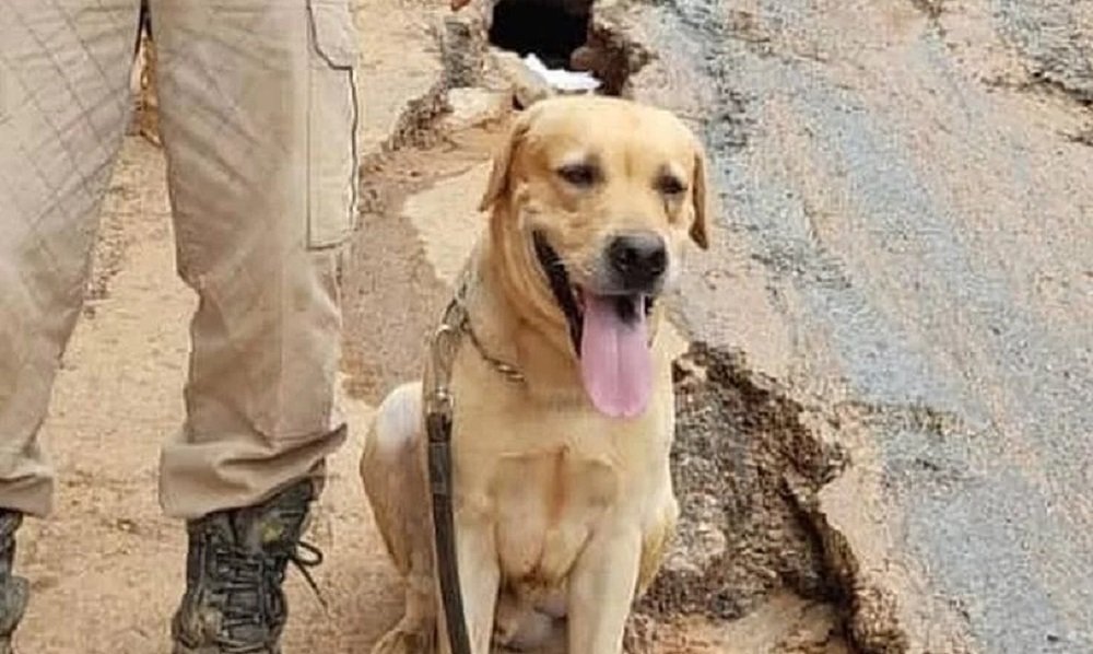 morre cachorro Thayron