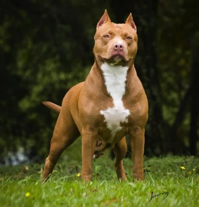Criança morre após ser atacada por pit bull dentro de casa; caso repercute na web