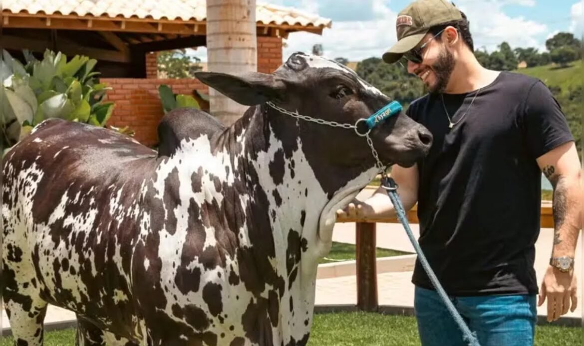 Murilo Huff compra vaca por R$ 17 milhões após briga com ex-sogra