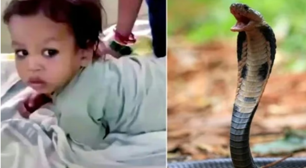 Menino de 2 anos mata cobra com mordida na cabeça; veja