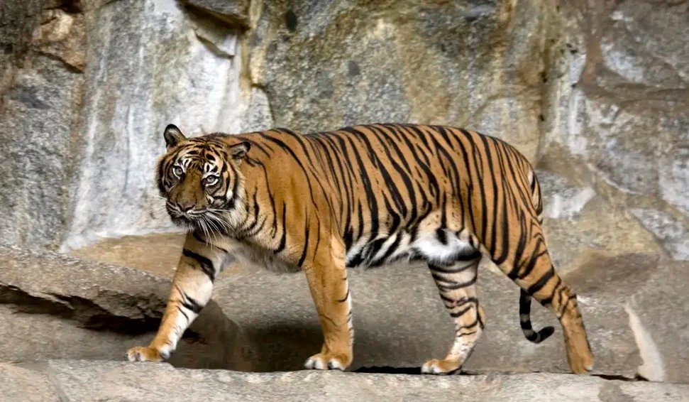 Zoológico alemão sacrifica três filhotes de tigre abandonados pela mãe