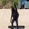 Vídeo: macaco-aranha surge em praia e encanta turistas no Pará