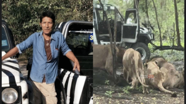 Vídeo mostra funcionário sendo devorado leões em zoológico na Tailândia