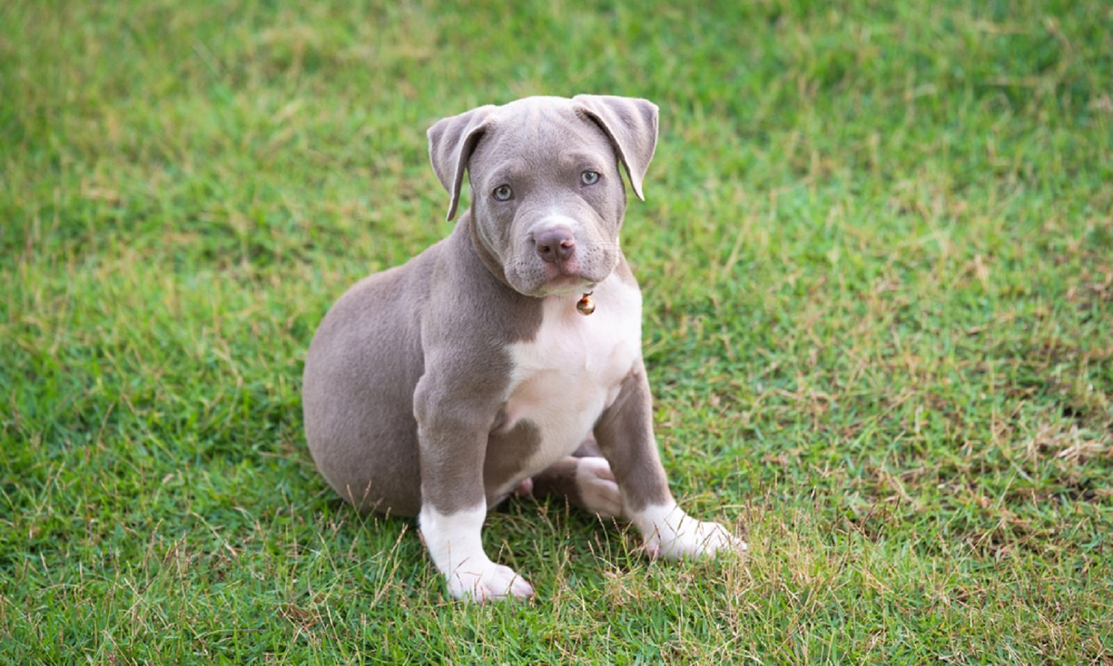 Bebê de 1 ano morre após ataque de pit bull em Itanhaém