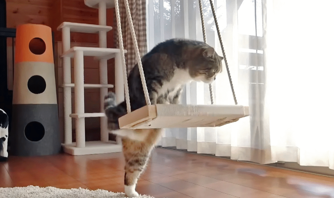 Morre Maru, o gato famoso que foi o animal mais visto do YouTube