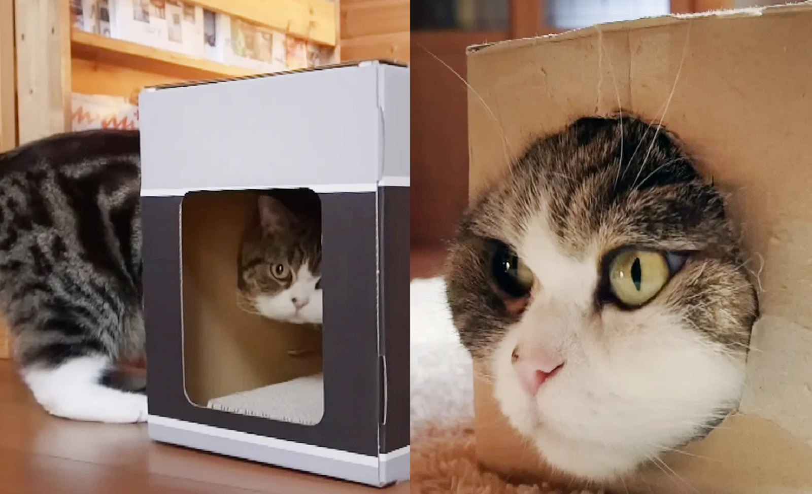 O gato Maru - Foto: Reprodução