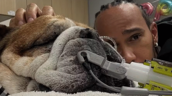 Cachorro de Lewis Hamilton morre 'nos braços' do piloto