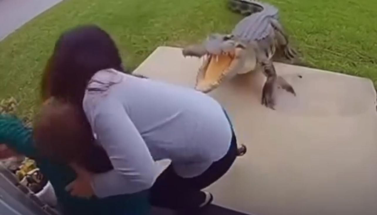 É real? Vídeo de mãe salvando filho de ataque de jacaré no quintal viraliza na web