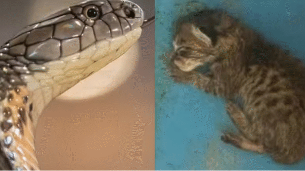 Professora é investigada por alimentar cobra com filhote de gato vivo em sala de aula