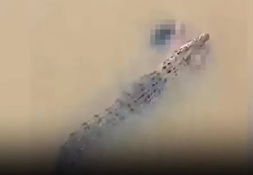 Vídeo mostra crocodilo nandando com corpo de mulher na boca - Reprodução/ X
