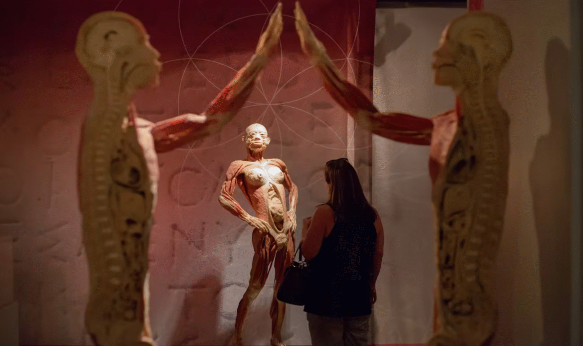 Museu informou que o corpo está em exposição desde 2004 e veio da China - Divulgação/Real Bodies