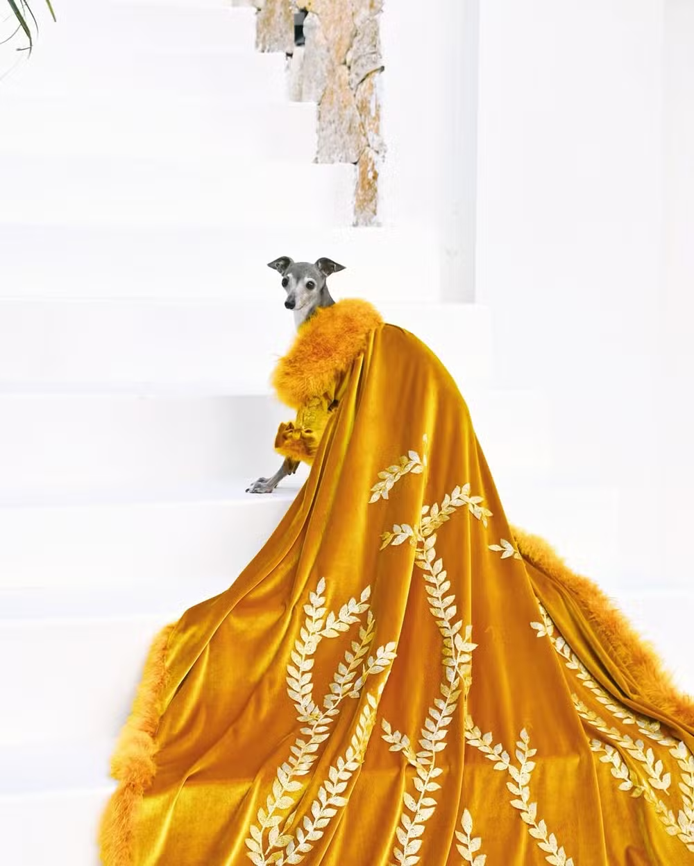 Morre Tika the Iggy, cachorrinha influencer e ícone fashion, aos 14 anos 52 Morre Tika the Iggy, cachorrinha influencer e ícone fashion, aos 14 anos