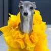 Morre Tika the Iggy, cachorrinha influencer e ícone fashion, aos 14 anos