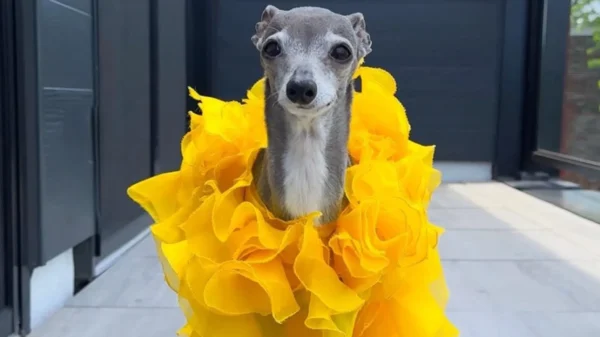 Morre Tika the Iggy, cachorrinha influencer e ícone fashion, aos 14 anos 12 Morre Tika the Iggy, cachorrinha influencer e ícone fashion, aos 14 anos