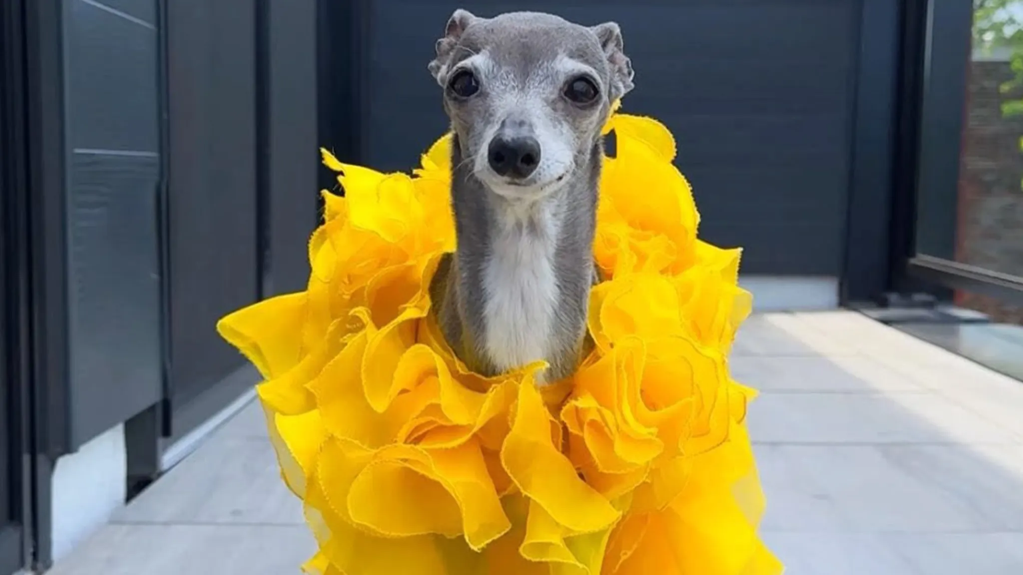 Morre Tika the Iggy, cachorrinha influencer e ícone fashion, aos 14 anos 51 Morre Tika the Iggy, cachorrinha influencer e ícone fashion, aos 14 anos