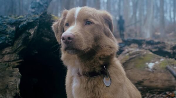 Cachorro de Bom Menino é indicado a prêmio de atuação e disputa categoria contra atores famosos 9 Cachorro de Bom Menino é indicado a prêmio de atuação e disputa categoria contra atores famosos