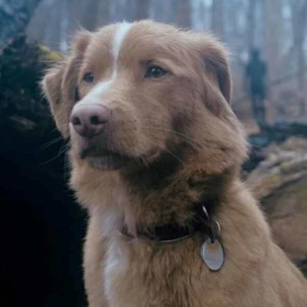 Cachorro de Bom Menino é indicado a prêmio de atuação e disputa categoria contra atores famosos