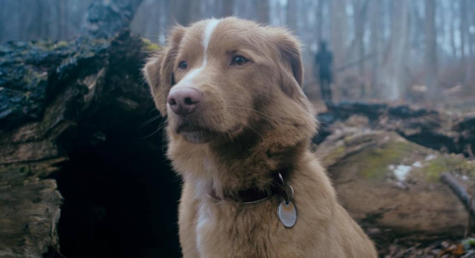 Cachorro de Bom Menino é indicado a prêmio de atuação e disputa categoria contra atores famosos 51 Cachorro de Bom Menino é indicado a prêmio de atuação e disputa categoria contra atores famosos