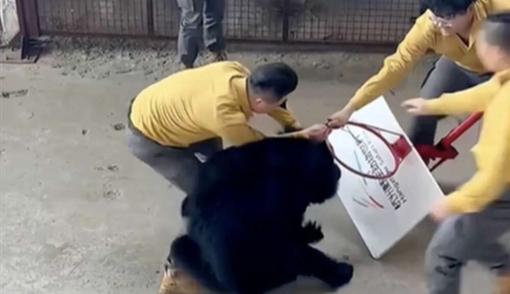 Vídeo: Urso ataca treinador durante apresentação em zoológico na China; show é interrompido