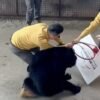 Vídeo: Urso ataca treinador durante apresentação em zoológico na China; show é interrompido