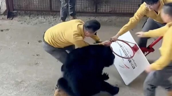 Vídeo: Urso ataca treinador durante apresentação em zoológico na China; show é interrompido