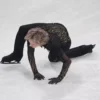 Patinador do "salto impossível", Ilia Malinin cai e perde o pódio nos Jogos de Inverno