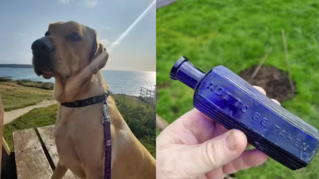 cachorro garrafa de veneno