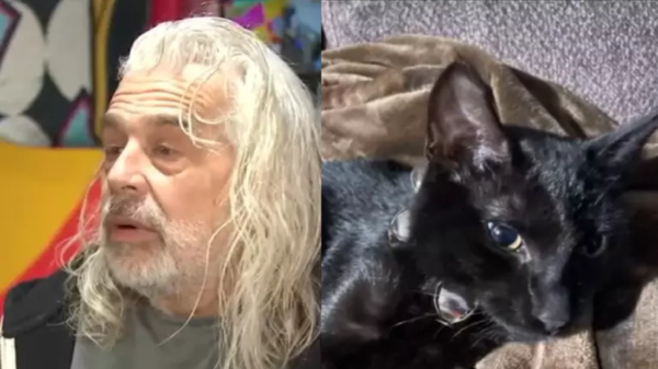 gato salva homem de incêndio