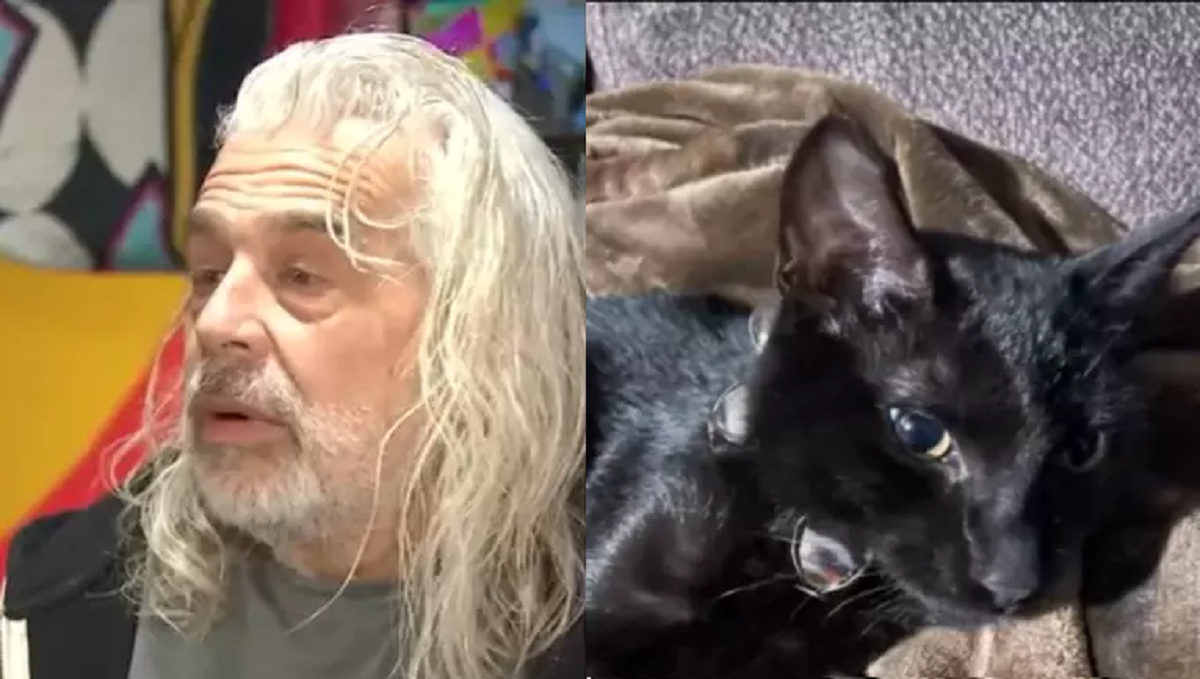 gato salva homem de incêndio