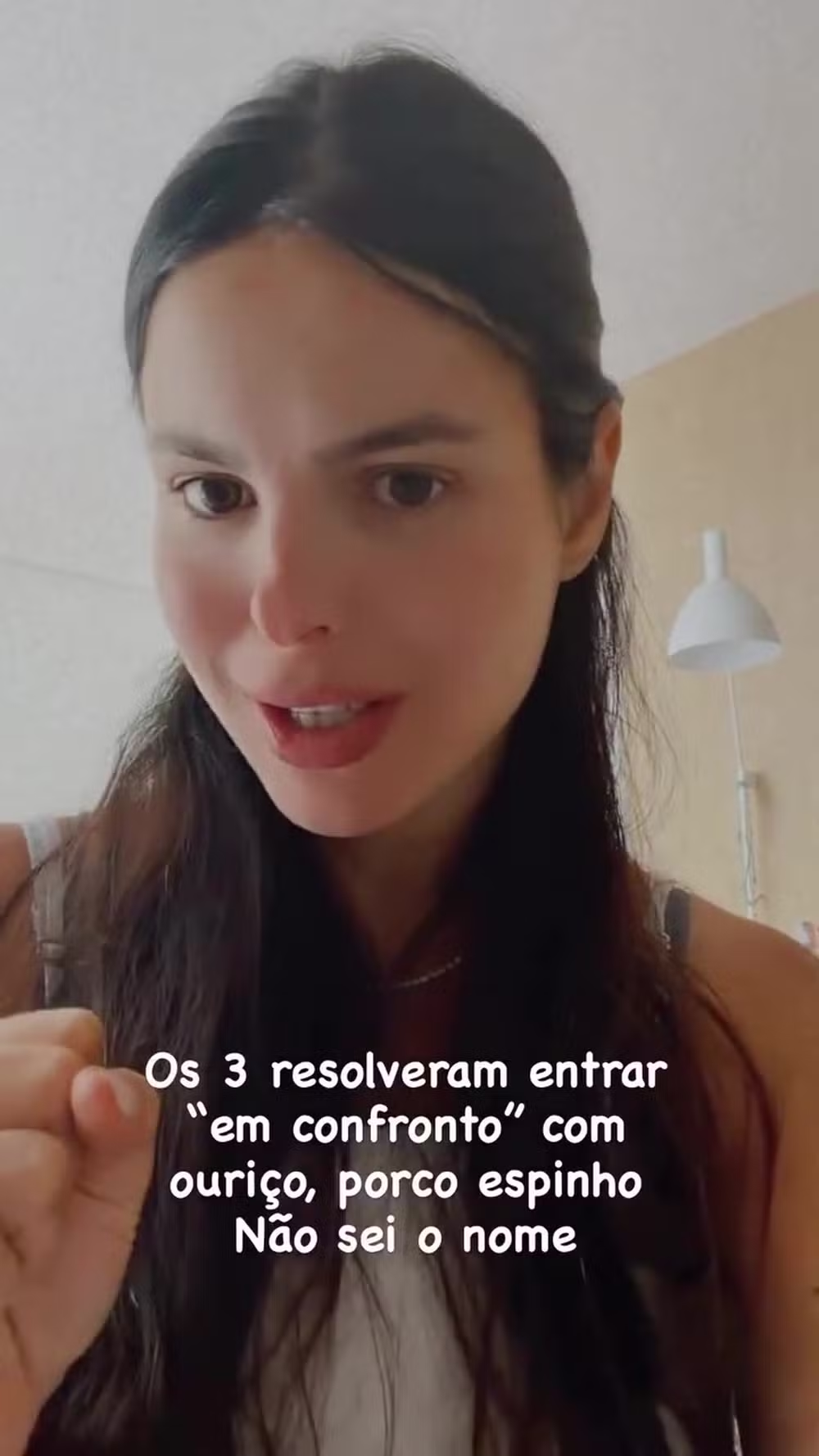 Cães de Sthefany Brito ficam feridos após confronto com porco-espinho; um deles segue internado 47 Cães de Sthefany Brito ficam feridos após confronto com porco-espinho; um deles segue internado