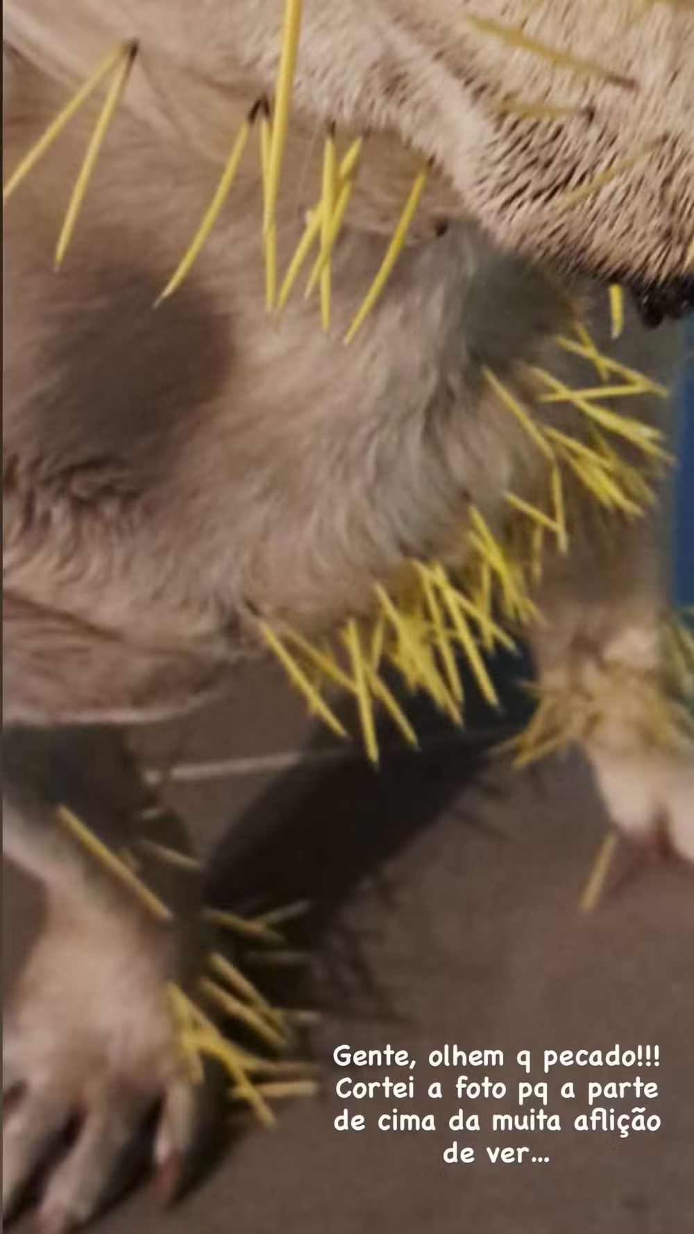 Cães de Sthefany Brito ficam feridos após confronto com porco-espinho; um deles segue internado 48 Cães de Sthefany Brito ficam feridos após confronto com porco-espinho; um deles segue internado