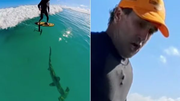 No Havaí, surfista cruza com tubarão-martelo de 2,5 metros e relata: “Tentei manter a calma” 41 image