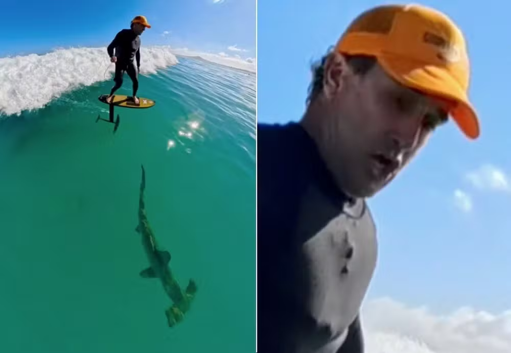 No Havaí, surfista cruza com tubarão-martelo de 2,5 metros e relata: “Tentei manter a calma” 47 image