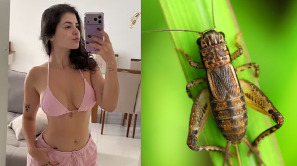 miss bumbum shake grilos