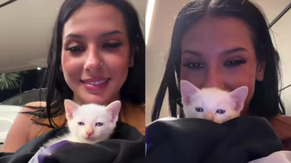 ana castela adota gato