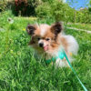 cachorro mais velho