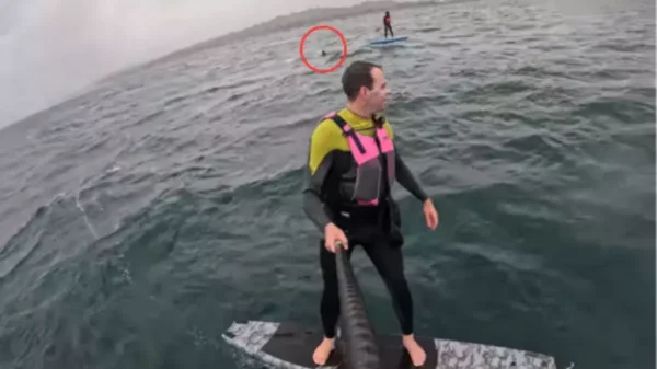 tubarao persegue surfista