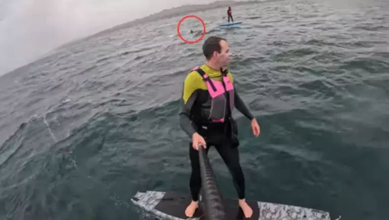 tubarao persegue surfista