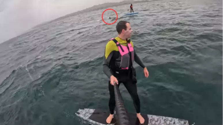 tubarao persegue surfista