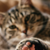 DJ NYAAAN transforma o amor pelos gatos em música com o single “Cat Paws”