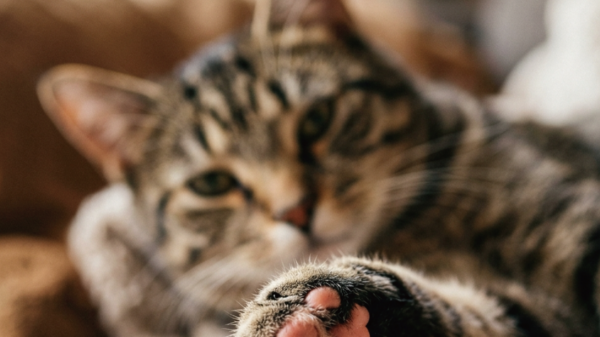 DJ NYAAAN transforma o amor pelos gatos em música com o single “Cat Paws”
