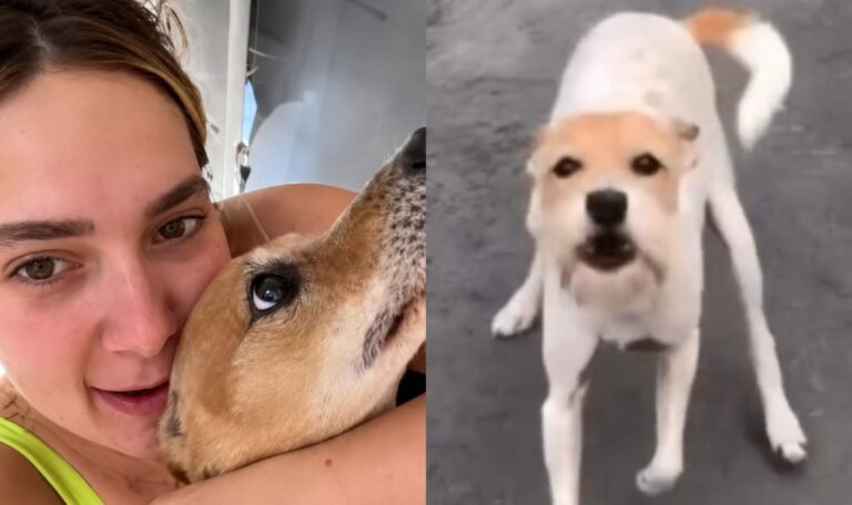 Morre Joly, cachorrinha de Virginia Fonseca e Margareth Serrão, aos 16 anos 47 Virginia Fonseca e Joly - Fotos: Reprodução/Instagram @virginia e @margareth_serrao